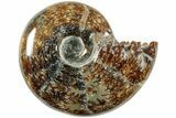 Polished Agatized Ammonite (Phylloceras?) Fossil - Madagascar #236600-1